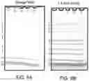 Fig. 10 - ELECTROPHORESIS GEL CASSETTE AND COMB