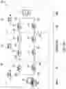 Fig. 03 - Redundant multicast trees without duplication and with fast recovery