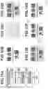 Fig. 17 - System, method, and storage medium for converting low-resolution image data into high-resolution image data using neural network