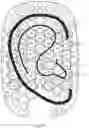 Fig. 33 - Headphones with removable earpieces