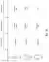 Fig. 24 - Playback Transitions