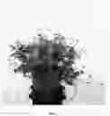 Fig. 02 - plant named ‘Bocoalsbl’
