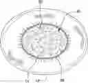 Fig. 01 - Pet Bed Covering Assembly