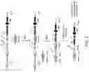 Fig. 03 - Humanized non-human animals with restricted immunoglobulin heavy chain loci