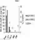 Fig. 19 - Methods of manufacture of immunocompatible amniotic membrane products