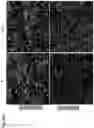Fig. 34 - METHODS TO IMPROVE CELL THERAPY