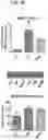 Fig. 08 - MITOCHONDRIAL-TARGETED ANTIOXIDANTS PROTECT AGAINST MECHANICAL VENTILATION-INDUCED DIAPHRAGM DYSFUNCTION AND SKELETAL MUSCLE ATROPHY