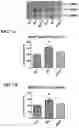 Fig. 10 - MITOCHONDRIAL-TARGETED ANTIOXIDANTS PROTECT AGAINST MECHANICAL VENTILATION-INDUCED DIAPHRAGM DYSFUNCTION AND SKELETAL MUSCLE ATROPHY