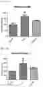 Fig. 25 - MITOCHONDRIAL-TARGETED ANTIOXIDANTS PROTECT AGAINST MECHANICAL VENTILATION-INDUCED DIAPHRAGM DYSFUNCTION AND SKELETAL MUSCLE ATROPHY