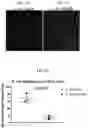Fig. 05 - Compositions and method for reducing virulence of microorganisms