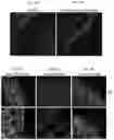 Fig. 13 - Compositions and method for reducing virulence of microorganisms