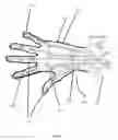 Fig. 02 - Exo-tendon motion capture glove device with haptic grip response
