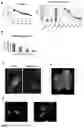 Fig. 131 - Compounds and methods for treating, detecting, and identifying compounds to treat apicomplexan parasitic diseases