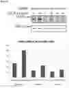 Fig. 35 - Compositions and methods for treating neurodegenerative diseases and cardiomyopathy