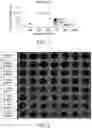 Fig. 02 - COMPOSITIONS, KITS AND METHODS FOR WEED CONTROL