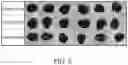 Fig. 04 - COMPOSITIONS, KITS AND METHODS FOR WEED CONTROL