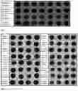 Fig. 03 - COMPOSITIONS, KITS AND METHODS FOR CONTROLLING WEED OF THE AMARANTHUS GENUS