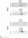 Fig. 06 - Method of producing a novel animal model for tauopathies