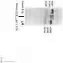 Fig. 07 - Method of producing a novel animal model for tauopathies