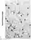 Fig. 11 - Method of producing a novel animal model for tauopathies
