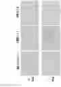 Fig. 13 - Method of producing a novel animal model for tauopathies