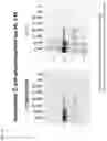 Fig. 19 - Method of producing a novel animal model for tauopathies