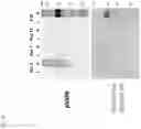Fig. 21 - Method of producing a novel animal model for tauopathies
