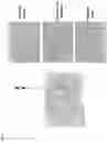 Fig. 22 - Method of producing a novel animal model for tauopathies