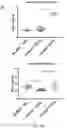 Fig. 08 - LOSS OF FUNCTION RODENT MODEL OF SOLUTE CARRIER 39 MEMBER 5
