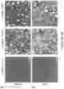 Fig. 12 - LOSS OF FUNCTION RODENT MODEL OF SOLUTE CARRIER 39 MEMBER 5
