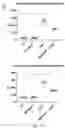 Fig. 13 - LOSS OF FUNCTION RODENT MODEL OF SOLUTE CARRIER 39 MEMBER 5