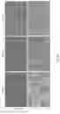 Fig. 24 - LOSS OF FUNCTION RODENT MODEL OF SOLUTE CARRIER 39 MEMBER 5