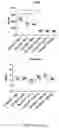 Fig. 29 - LOSS OF FUNCTION RODENT MODEL OF SOLUTE CARRIER 39 MEMBER 5