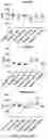 Fig. 30 - LOSS OF FUNCTION RODENT MODEL OF SOLUTE CARRIER 39 MEMBER 5