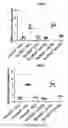 Fig. 32 - LOSS OF FUNCTION RODENT MODEL OF SOLUTE CARRIER 39 MEMBER 5