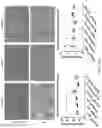 Fig. 37 - LOSS OF FUNCTION RODENT MODEL OF SOLUTE CARRIER 39 MEMBER 5