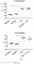 Fig. 41 - LOSS OF FUNCTION RODENT MODEL OF SOLUTE CARRIER 39 MEMBER 5