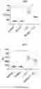 Fig. 43 - LOSS OF FUNCTION RODENT MODEL OF SOLUTE CARRIER 39 MEMBER 5