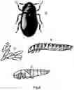 Fig. 09 - Insect breeding