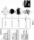 Fig. 02 - COMPOSITION WITH HIGH ANTIMICROBIAL ACTIVITY AND LOW TOXICITY