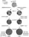 Fig. 01 - Assembly of functionally integrated human forebrain spheroids and methods of use thereof