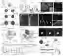 Fig. 02 - Assembly of functionally integrated human forebrain spheroids and methods of use thereof