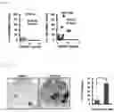 Fig. 02 - ECTODERMAL MESENCHYMAL STEM CELLS AND METHOD FOR PRODUCING SAME