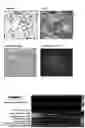 Fig. 03 - ECTODERMAL MESENCHYMAL STEM CELLS AND METHOD FOR PRODUCING SAME