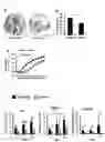Fig. 09 - ECTODERMAL MESENCHYMAL STEM CELLS AND METHOD FOR PRODUCING SAME