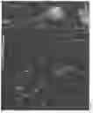 Fig. 08 - Protein-induced pluripotent cell technology and uses thereof