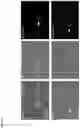 Fig. 08 - Improved CRISPR-Cas9 Genome Editing Tool