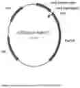 Fig. 08 - NOVEL METALLOPROTEASES