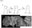 Fig. 02 - TETHERING CYSTEINE RESIDUES USING CYCLIC DISULFIDES