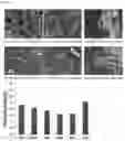 Fig. 07 - Pathogen lysis and nucleic acid extraction method using zinc oxide nanostar